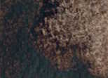 209 Sickelrite Genuine