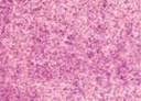 [13.1450] Daniel Smith Watercolour Paints (4050 Iridescent Vibrant Raspberry, 15 ml)