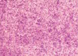 4050 Iridescent Vibrant Raspberry