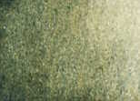 109 Undersea Green
