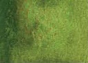 [13.2190] Daniel Smith Watercolour Paints (190 Serpentine Genuine, 5 ml)